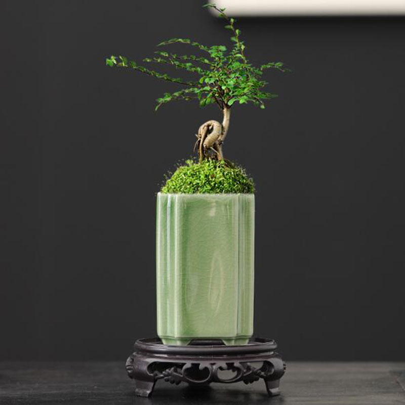 Orchid Potting Mix - 도자기 광장 청자 유약 난초 화분