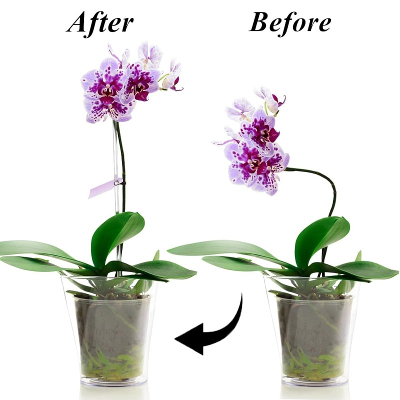 재사용 가능한 투명 꽃 지지대 아크릴 식물 지지대 투명 - Orchid Potting Mix 리뷰 및 가격